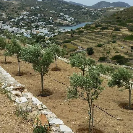 Great House In A Beautiful Olive Grove Kini